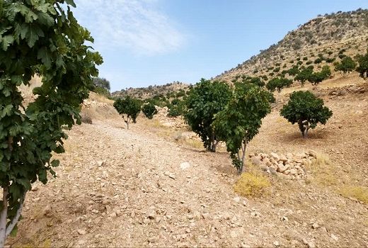 آغاز عملیات گرده افشانی در باغ‌های انجیر دیم شهرستان جهرم