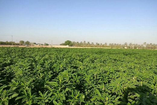 اجرای طرح ملی تحقیقی ترویجی تغذیه کنجد در بوشهر