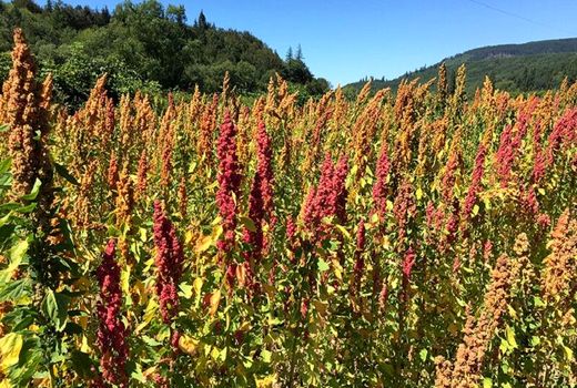 گیاه کینوا جایگزینی مناسب برای گیاهان پرآب