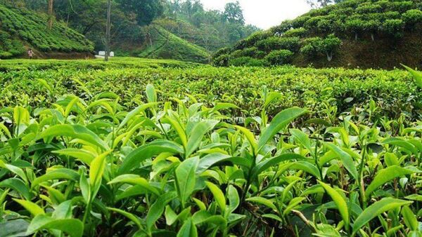معرفی 13 رقم جدید باغی از ابتدای سال جاری تاکنون 