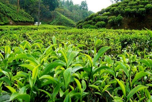 معرفی 13 رقم جدید باغی از ابتدای سال جاری تاکنون 
