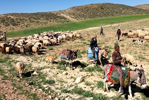 تامین 220هزار تن نهاده های دامی برای عشایر 