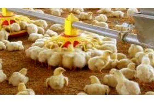 170 مجوز جوجه ریزی در ساری صادر شد