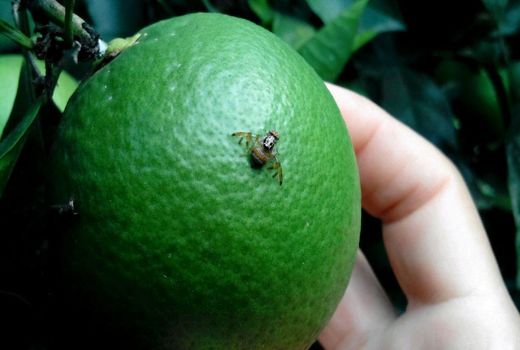 برگزاری کارگاه آموزشی شناسایی وکنترل آفت مگس میوه مدیترانه در شهرستان ارزوئیه 