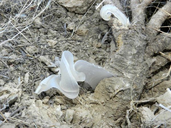 نیمی از کتیرای کشور در اصفهان تولید می‌شود