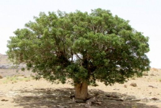 درخت بنه سرمایه ای عظیم در ملکشاهی