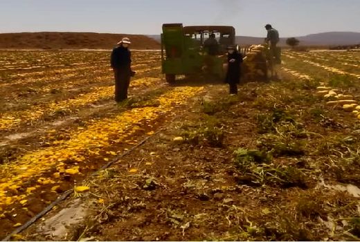 3800 تن تخم کدو در آباده تولید می شود 