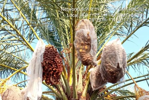 تخمین 300 میلیارد تومانی خسارت به نخیلات قیروکارزین 