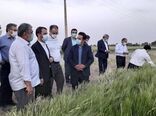 بازدید رئیس سازمان جهاد کشاورزی استان تهران از مزرعه ۶۰ هکتاری در جوادآباد