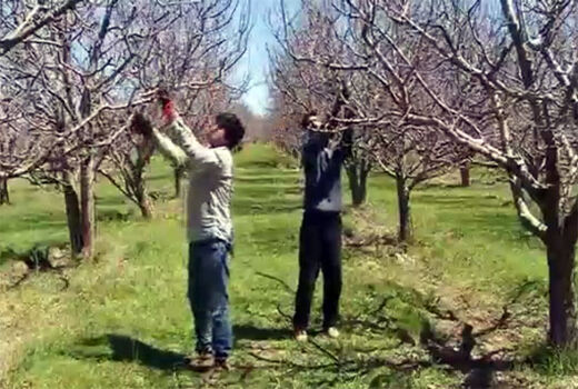 هرس درختان سیب در ۱۰ هزار هکتار از باغهای شهرستان مراغه اجرا می شود