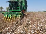 برداشت پنبه در سیستان و بلوچستان آغاز شد