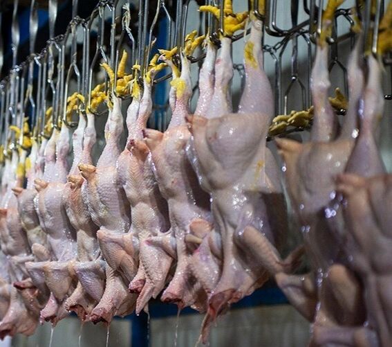 جریمه نقدی ۶ واحد متخلف در بازار مرغ شیراز 