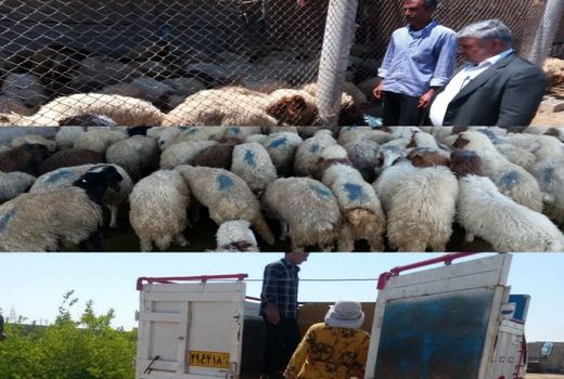 مزایده محموله قاچاق گوسفند در شهرستان دیلم 