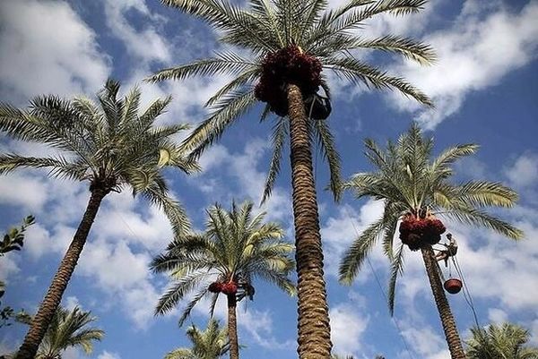 آغاز برداشت رطب در استان بوشهر/ ۱۱۵ هزار تن خرما تولید میشود
