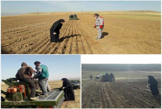 اجرای طرح کاشت ارقام مشارکتی گندم دیم در ورزقان