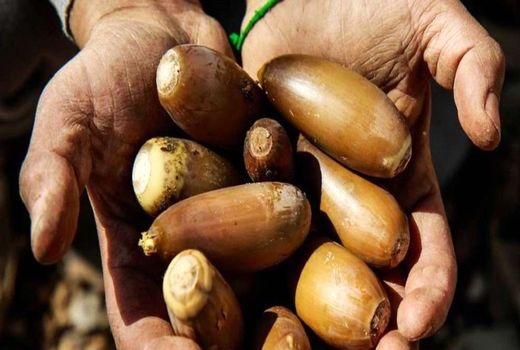 آرد بلوط ظرفیت تقویت امنیت غذایی دارد/ مزیت نسبی دانه بلوط به گندم  
