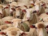 ماهانه حدود 13 هزار تن کنسانتره بین دامداران خراسان شمالی توزیع می‌شود