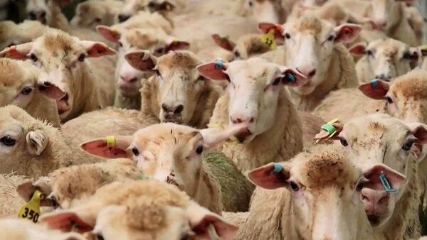ماهانه حدود 13 هزار تن کنسانتره بین دامداران خراسان شمالی توزیع می‌شود
