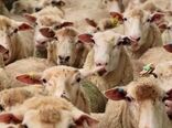 ماهانه حدود 13 هزار تن کنسانتره بین دامداران خراسان شمالی توزیع می‌شود