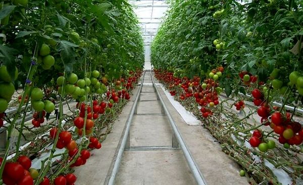 محصولات گلخانهای بوشهر در بستههای صادراتی کشورهای رقیب