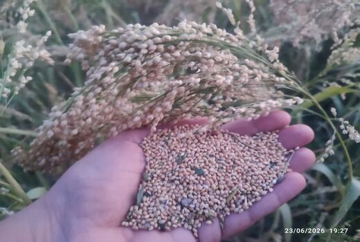 برداشت ارزن دانه‌ای از ۵ هکتار اراضی دیم کازرون