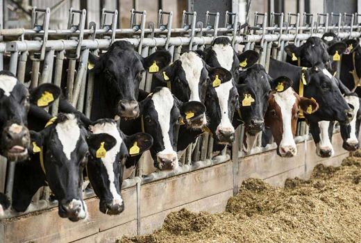 تاثیر فناوری اطلاعات بر افزایش تولید در دامپروری 