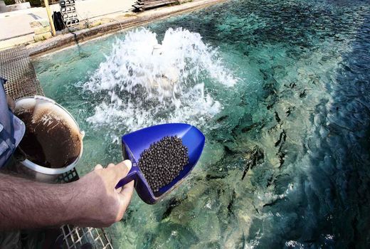 افزایش 25 درصدی قیمت خوراک آبزیان 