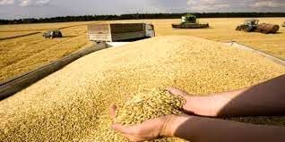 کاهش 80 درصدی تحویل گندم به سیلوهای خراسان شمالی