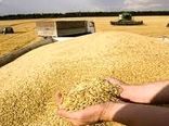 کاهش 80 درصدی تحویل گندم به سیلوهای خراسان شمالی
