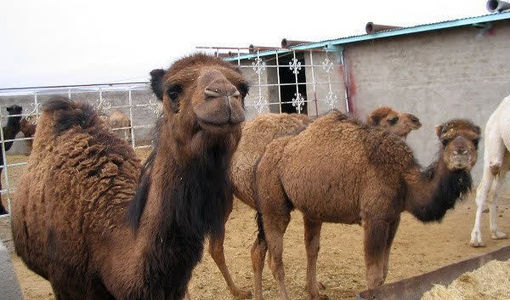 فاز دوم عملیات هویت‌گذاری شترهای عشایر دشت الله‌آباد اجرا شد