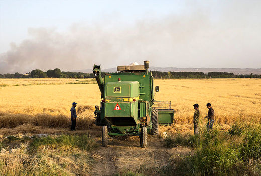 لزوم تثبیت خودکفایی در تولید گندم