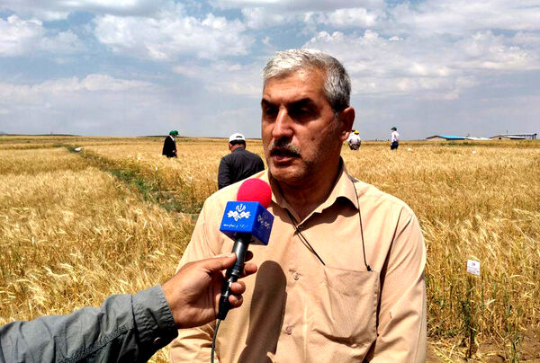 دستیابی به رکورد جدید تولید هسته‌های اولیه بذر در کشور