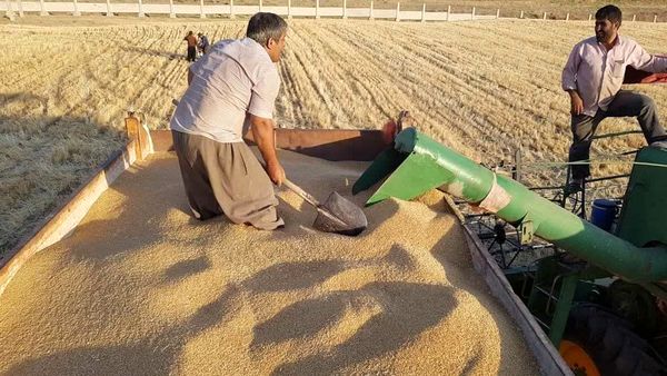 خرید ۹۰ هزار تن گندم از کشاورزان توسط تعاون روستایی آذربایجانغربی
