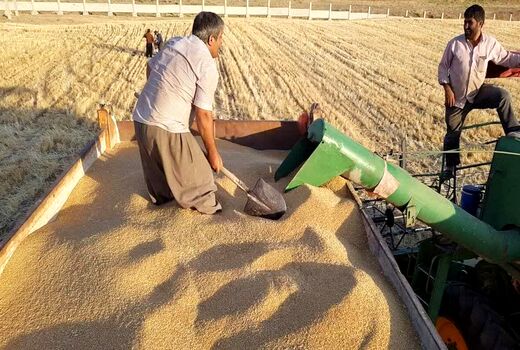 خرید ۹۰ هزار تن گندم از کشاورزان توسط تعاون روستایی آذربایجان‌غربی