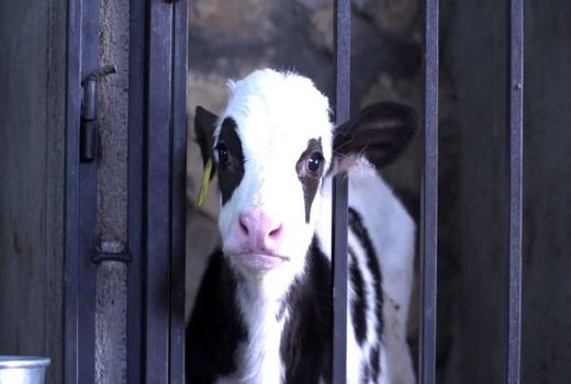 «سامان» پیشتاز در جذب تسهیلات دامدار کارت