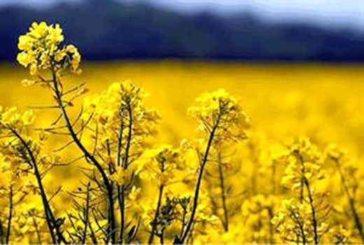 90 درصد طلب کلزاکاران پرداخت شد