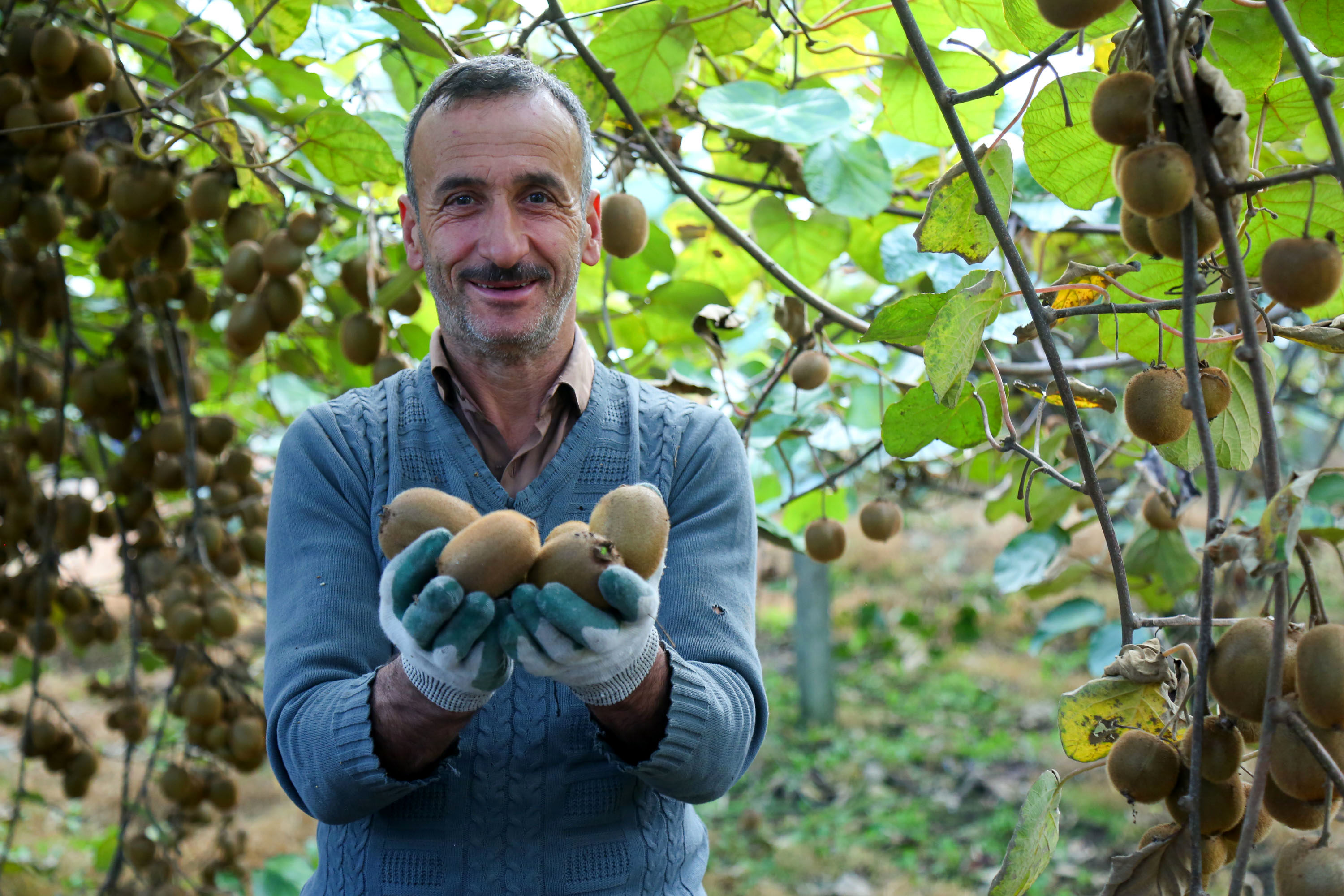  میوه ای شگفت انگیز به نام کیوی 