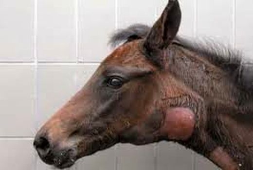 آغاز پایش بیماری مشمشه در قیروکارزین