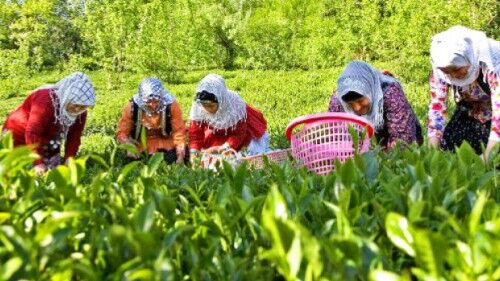 پرداخت کامل سهم دولت از خرید تضمینی برگ سبز چای 