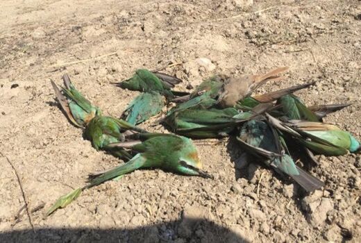 عاملان کشتار پرنده زنبورخوار در رستم دستگیر شدند