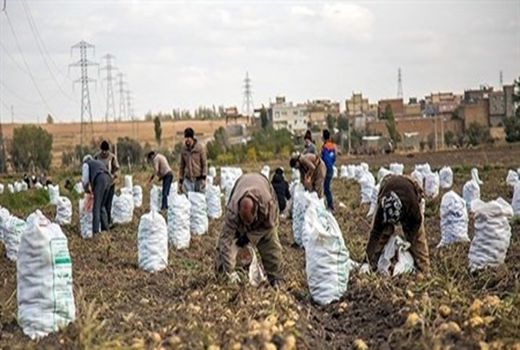 نفع سیب‌زمینی‌کاران در کاهش هزینه صادرات است
