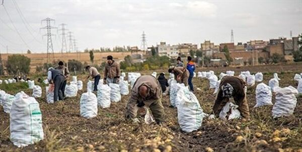 نفع سیب‌زمینی‌کاران در کاهش هزینه صادرات است