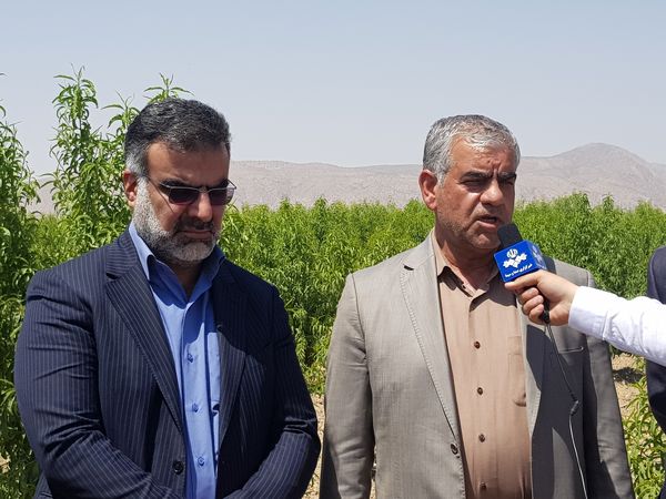 آبیاری تیپ موضعی در مزارع برنج فارس، برای اولین بار در کشور
