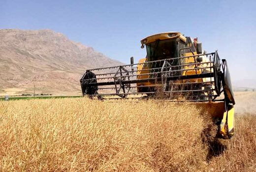 آغاز برداشت مکانیزه دانه روغنی کلزا از مزارع مهاباد