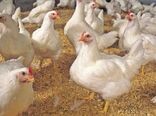 برنامه‌ریزی توسعه مرغ نژاد آرین در استان خراسان رضوی