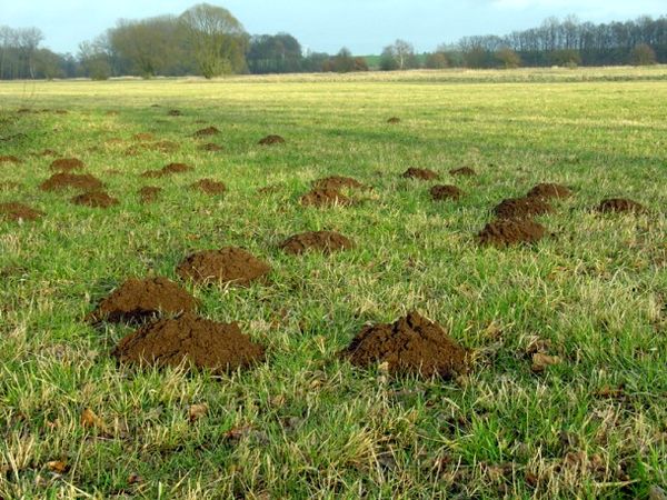 مبارزه با جوندگان در سطح ۱۱۱ هکتار از مزارع شهرستان البرز