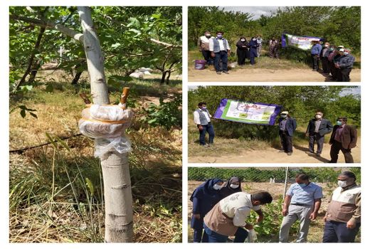 برگزاری کارگاه آموزشی پیوند و سرشاخه کاری درختان گردو
