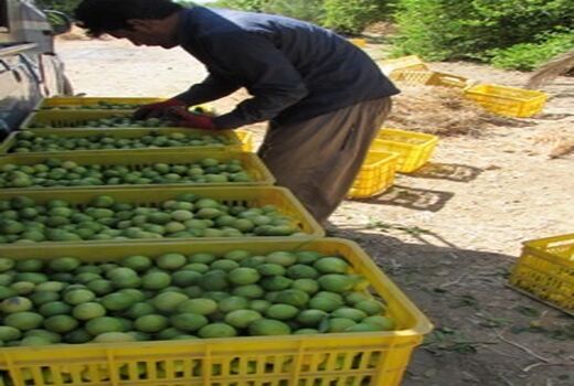 خرید حمایتی لیموترش در قیروکارزین آغاز می شود