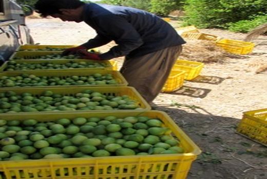 پیش بینی تولید 5 هزار تن لیموترش در خنج