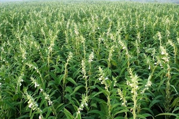 برگزاری روز مزرعه کنجد در شهرستان بهبهان